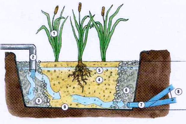 assainissement par les plantes
